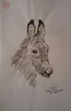 Platero