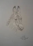 Platero