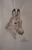 Platero